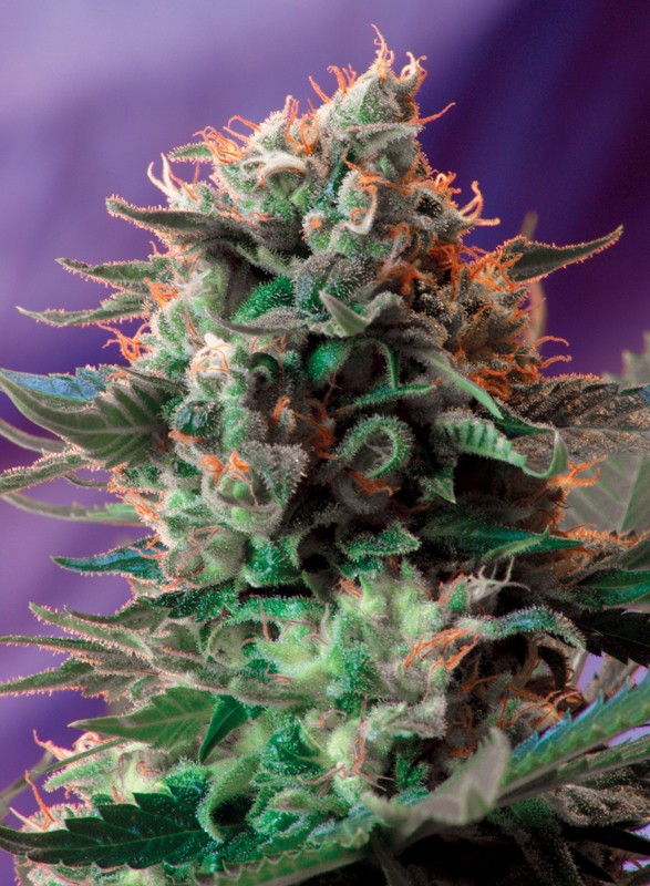 Jack 47 by Sweet Seeds