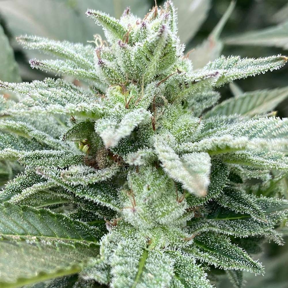 Jewel Piece by The Cali Connection