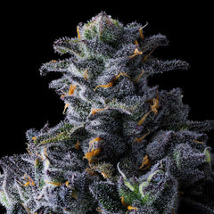 UK Riot Feminized Cannabis Seeds by Compound Genetics