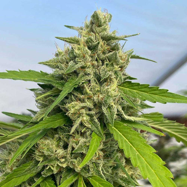 Judge Dread by Karma Genetics