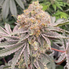 Mop Chopper LTD Feminized Cannabis Seeds by Karma Genetics