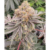 Mop Chopper LTD Feminized Cannabis Seeds by Karma Genetics