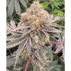 Mop Chopper LTD Feminized Cannabis Seeds by Karma Genetics