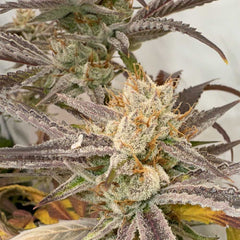 Pink Crumble Feminized Cannabis Seeds by Karma Genetics
