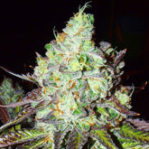 Pink Paletas Feminized Cannabis Seeds by Karma Genetics