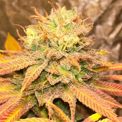Smoke Trail Regular Cannabis Seeds by Karma Genetics