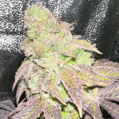 Smoke Trail Regular Cannabis Seeds by Karma Genetics