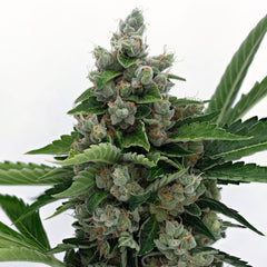 Sour Diesel Bx2 Regular Cannabis Seeds by Karma Genetics