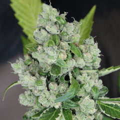 Sour Diesel Bx2 Regular Cannabis Seeds by Karma Genetics