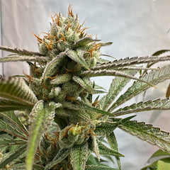 Pink Crumble Feminized Cannabis Seeds by Karma Genetics
