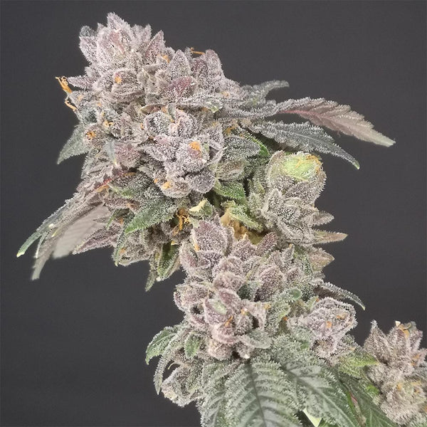 Key Banana Pie by Old School Genetics