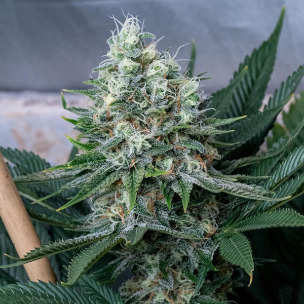 Killer Glue by Little Chief Collabs