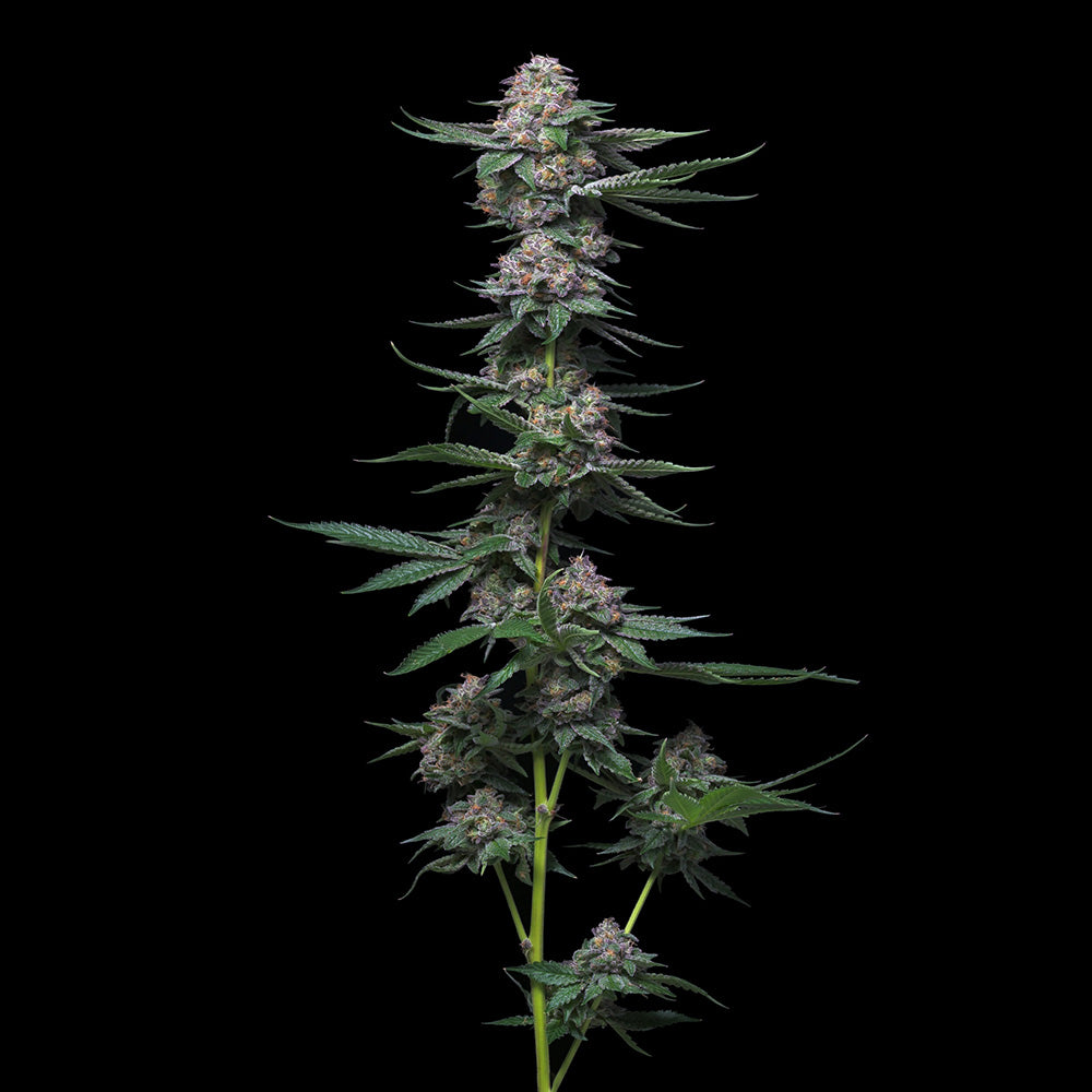 Mac Hamma by Arcana Collective