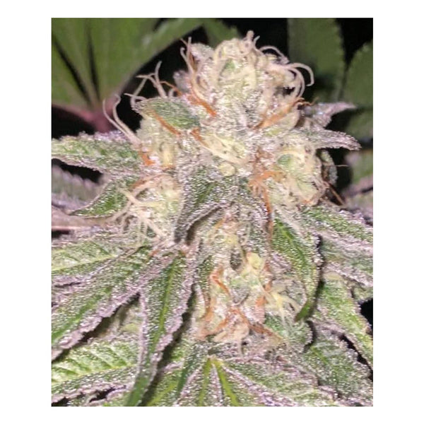 Kosher Soda by Dankhunters Seeds Co.