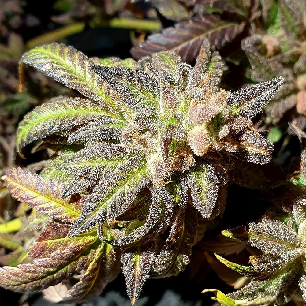 Kush Creams by Holy Smoke Seeds