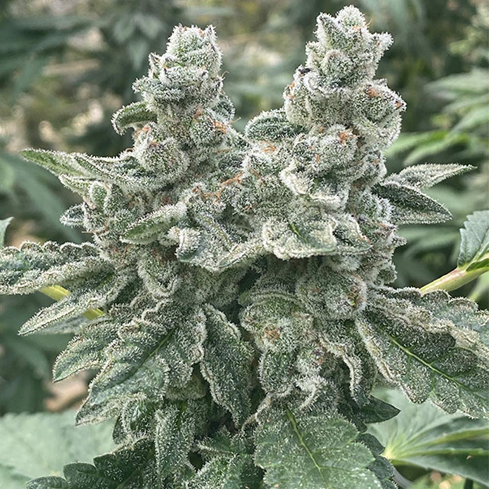 Kush Valley Cookies by Seedism
