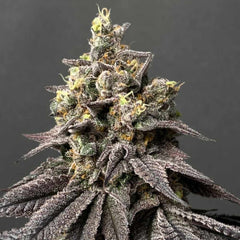 Peach Clouds Feminized Cannabis Seeds by Perfect Tree