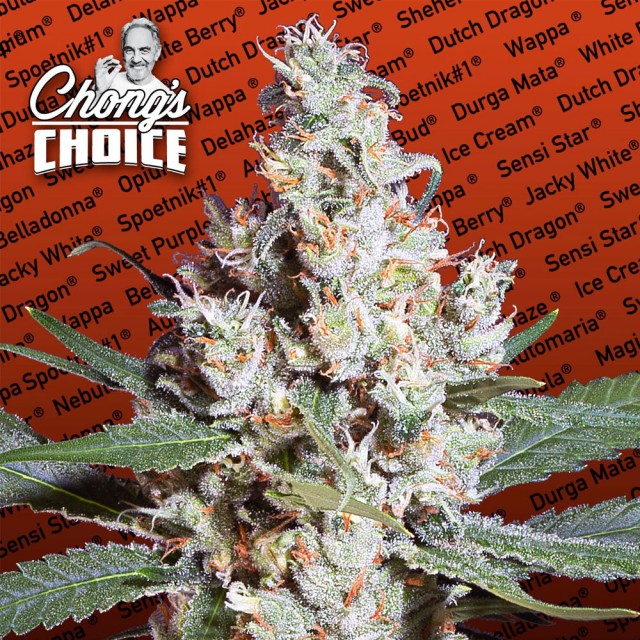 L.A.Amnesia by Paradise Seeds