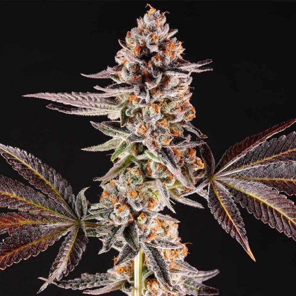 La Bomba by Compound Genetics
