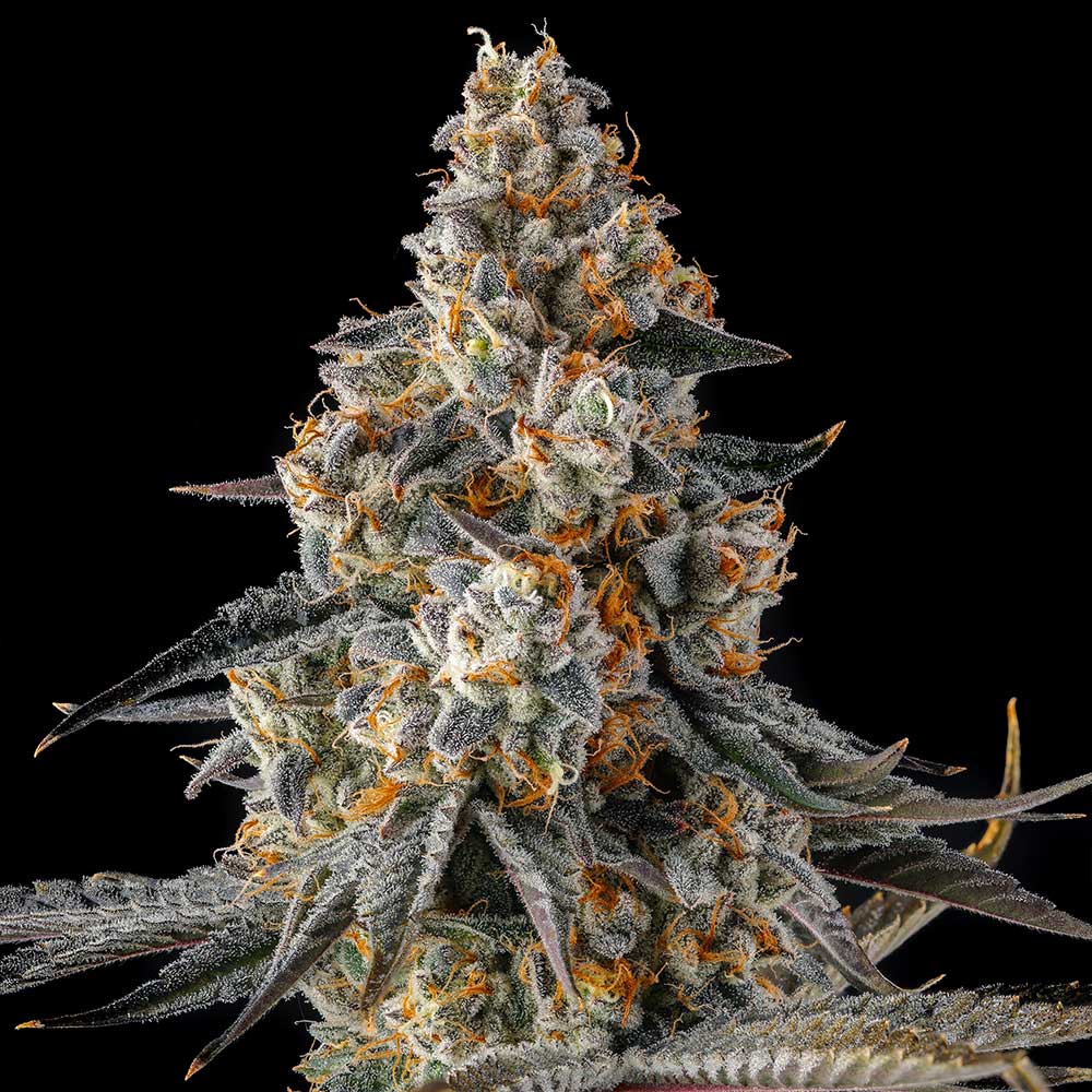 La Llorona by Compound Genetics