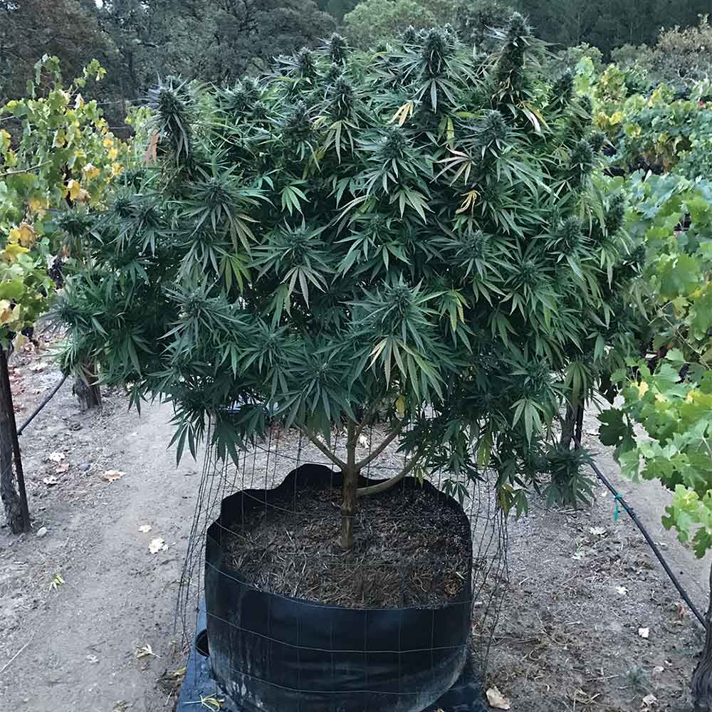 Lavnesia by Soma Seeds