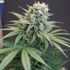 LeMello Feminized Cannabis Seeds by Karma Genetics