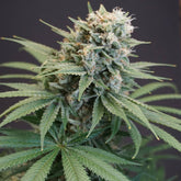 LeMello Feminized Cannabis Seeds by Karma Genetics