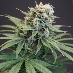 LeMello Feminized Cannabis Seeds by Karma Genetics