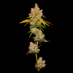 Lemon Cherry Sherb Feminized Cannabis Seeds by Cookies Seeds