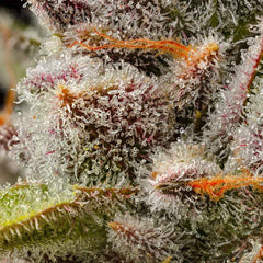 Lemon Cherry Sherb Feminized Cannabis Seeds by Cookies Seeds