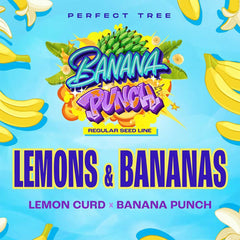 Lemons and Bananas Regular Cannabis Seeds by Perfect Tree