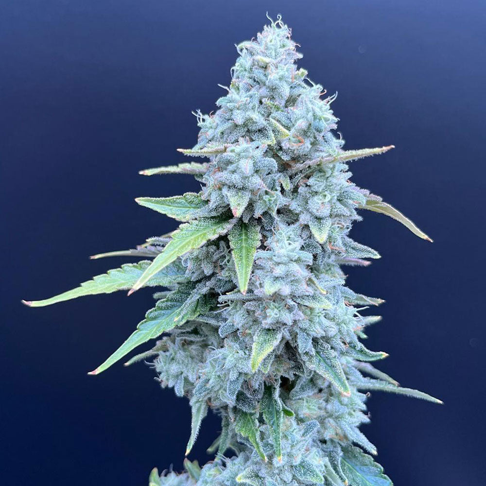 Lime Whip by Common Wealth Seed Co