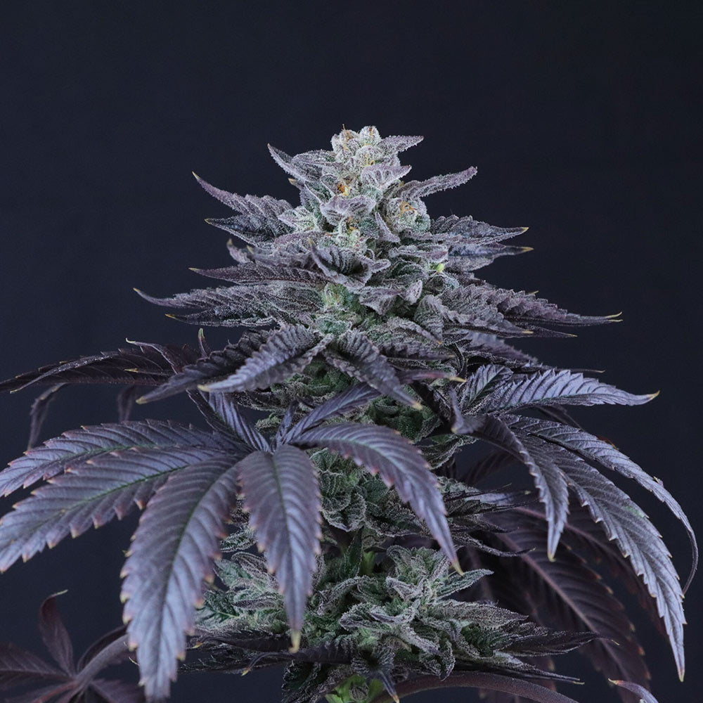 Loco Berry by Crockett Family Farms