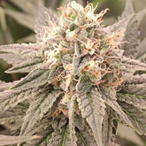 London Velvet Cake Feminized Cannabis Seeds by Conscious Genetics