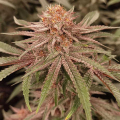 London Velvet Cake Feminized Cannabis Seeds by Conscious Genetics