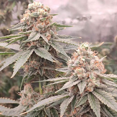 London Velvet Cake Feminized Cannabis Seeds by Conscious Genetics