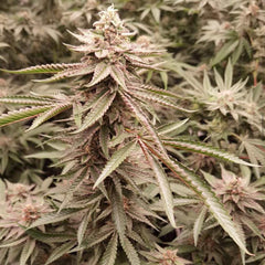 London Velvet Cake Feminized Cannabis Seeds by Conscious Genetics