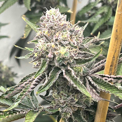 Loop Hole Feminized Cannabis Seeds by Mosca Seeds