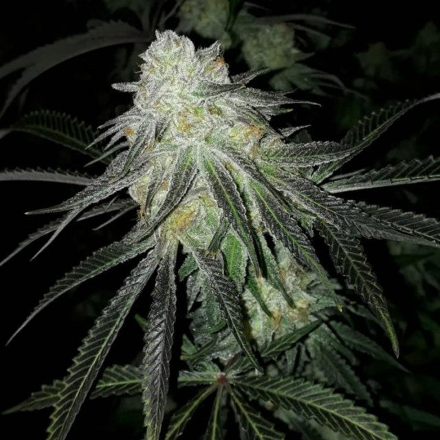 Lots of Zkittlez by The Plug Seedbank