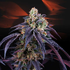 Loukoum Feminized Cannabis Seeds by Perfect Tree