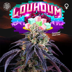 Loukoum Feminized Cannabis Seeds by Perfect Tree