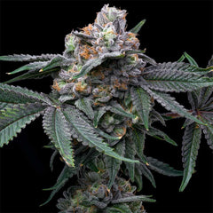 Mango Z x Hollywood Feminized Cannabis Seeds by Cookies Seeds