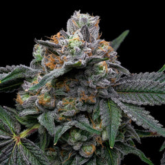 Mango Z x Hollywood Feminized Cannabis Seeds by Cookies Seeds