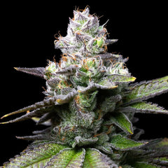 Melted Scoopz Feminized Cannabis Seeds by Cookies Seeds