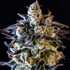 Merengon Feminized Cannabis Seeds by Black Tuna Seeds