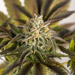 Merengon Feminized Cannabis Seeds by Black Tuna Seeds