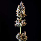 Merengon Feminized Cannabis Seeds by Black Tuna Seeds