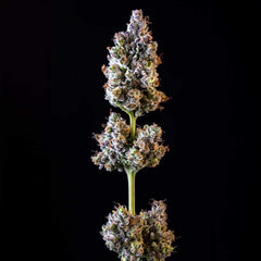 Merengon Feminized Cannabis Seeds by Black Tuna Seeds