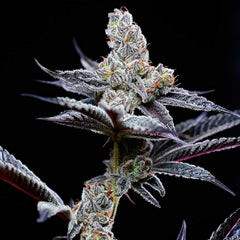 Mind Fuck Feminized Cannabis Seeds by Cookies Seeds