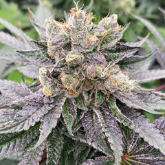 Mop Chopper LTD Feminized Cannabis Seeds by Karma Genetics
